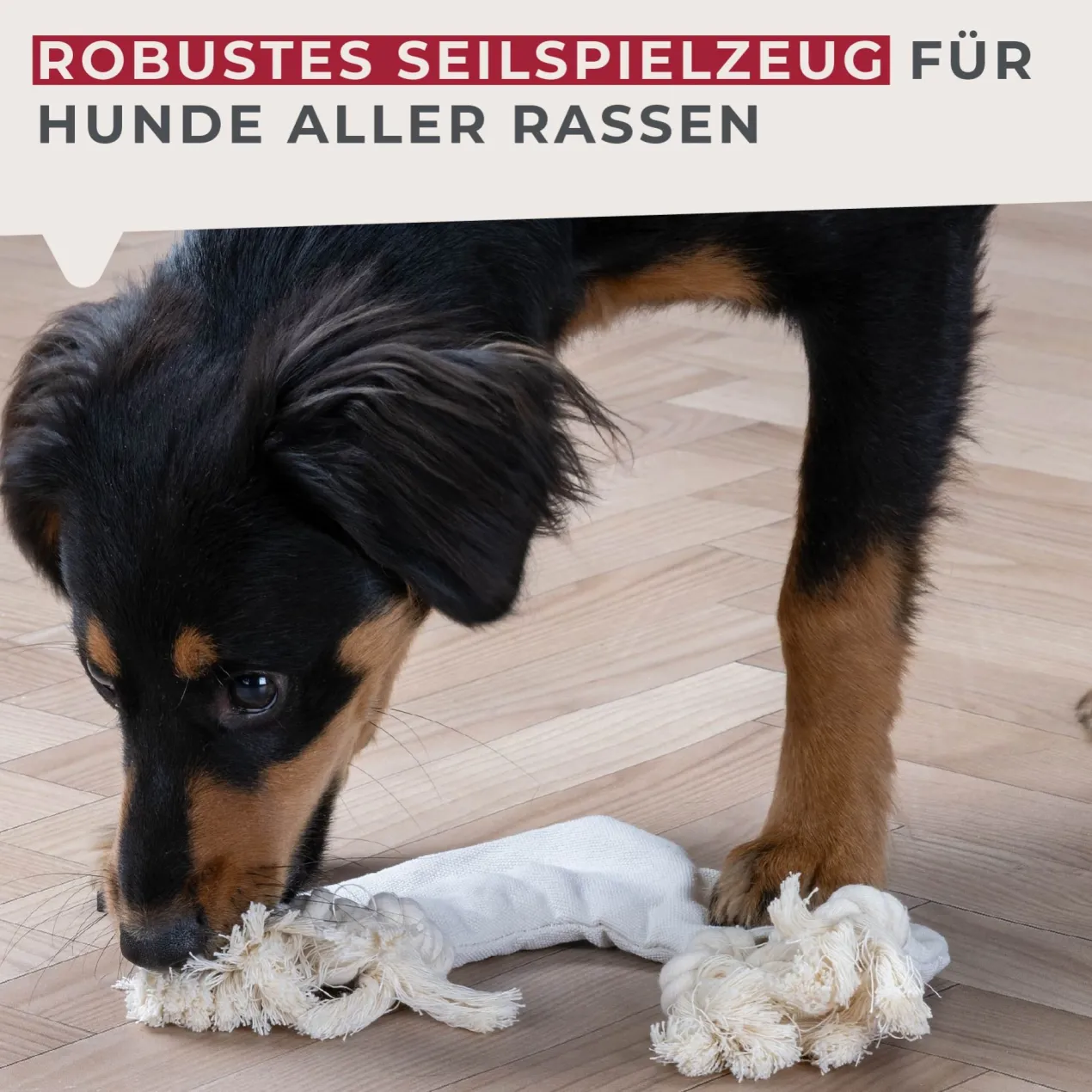 Hundespielzeug Regenbogen Our Pets